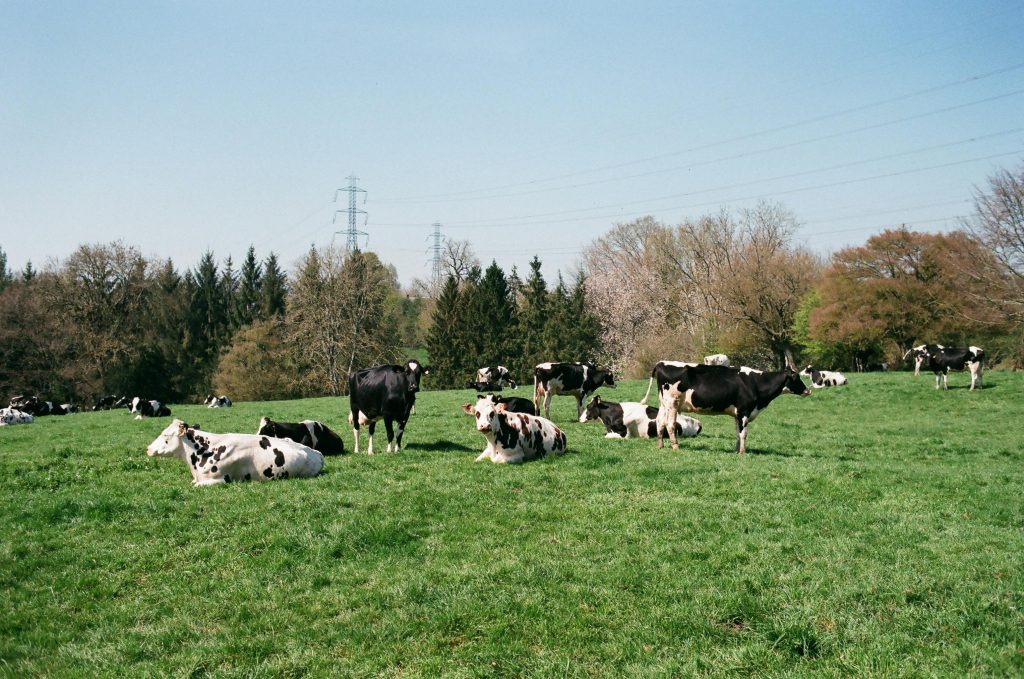 pexels-photo-7245207-7245207 Holstein cows grazing in a green pasture under a clear blue sky in rural France.